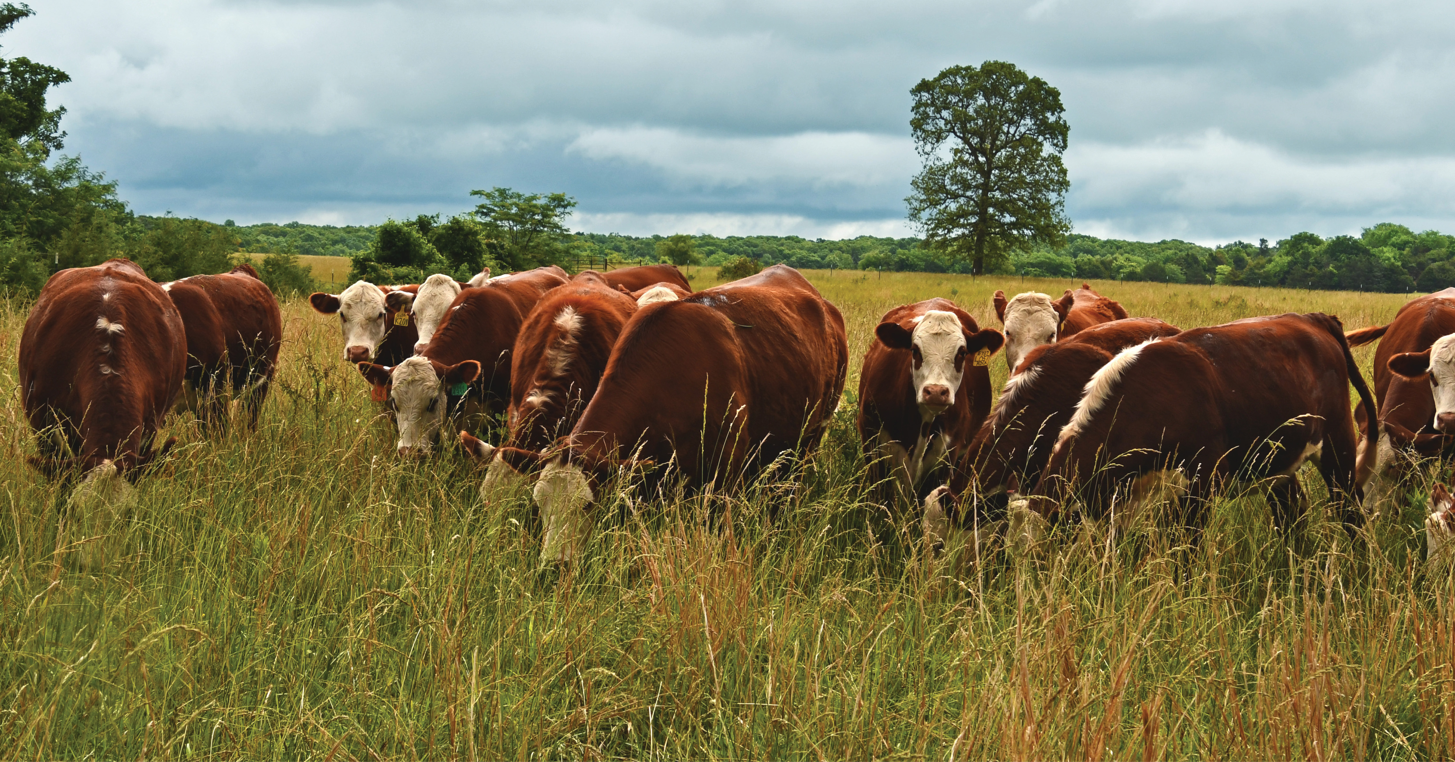 Hereford Cattle