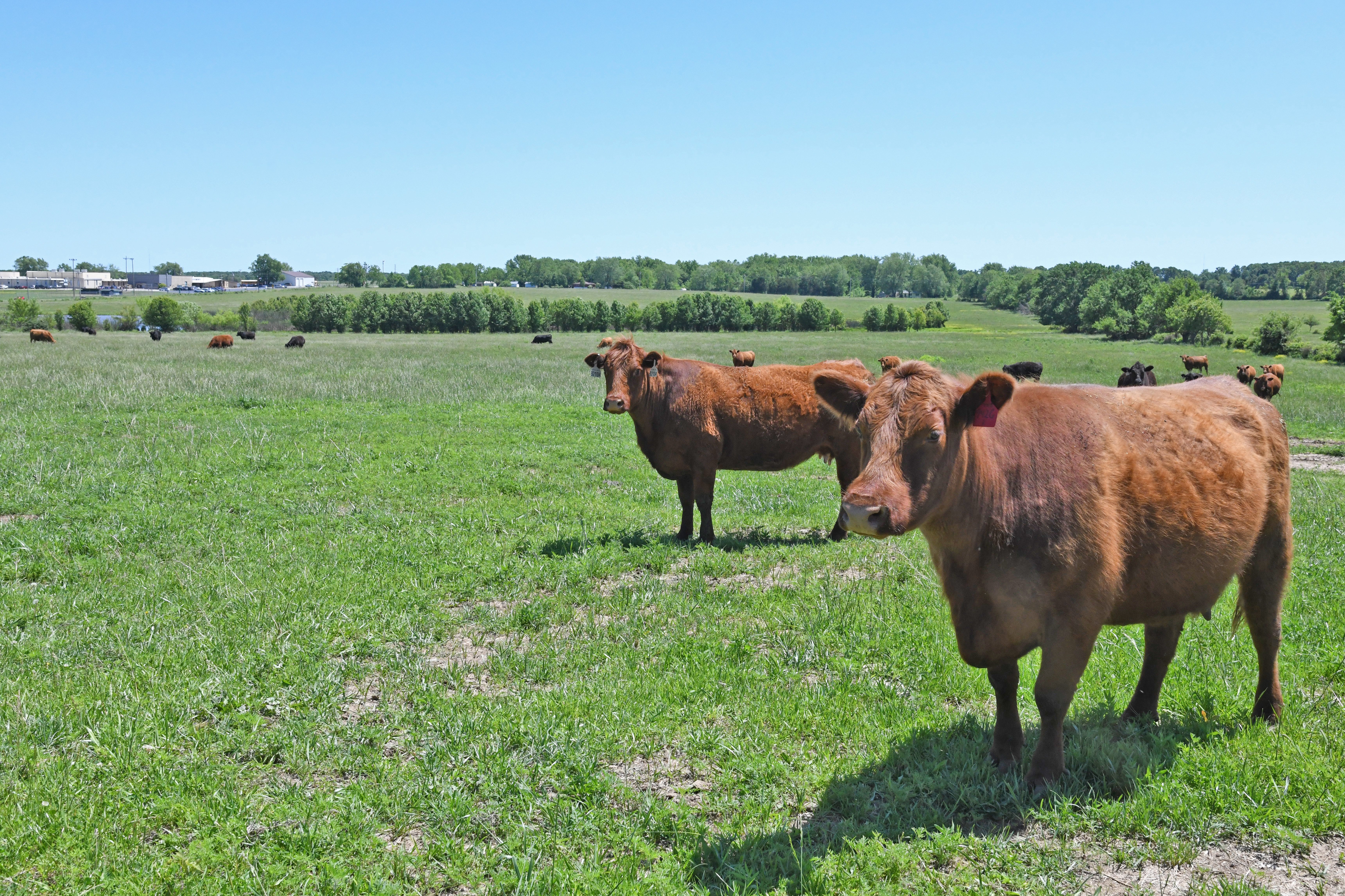 Improving Farm Efficiency in Today’s Cattle Operations